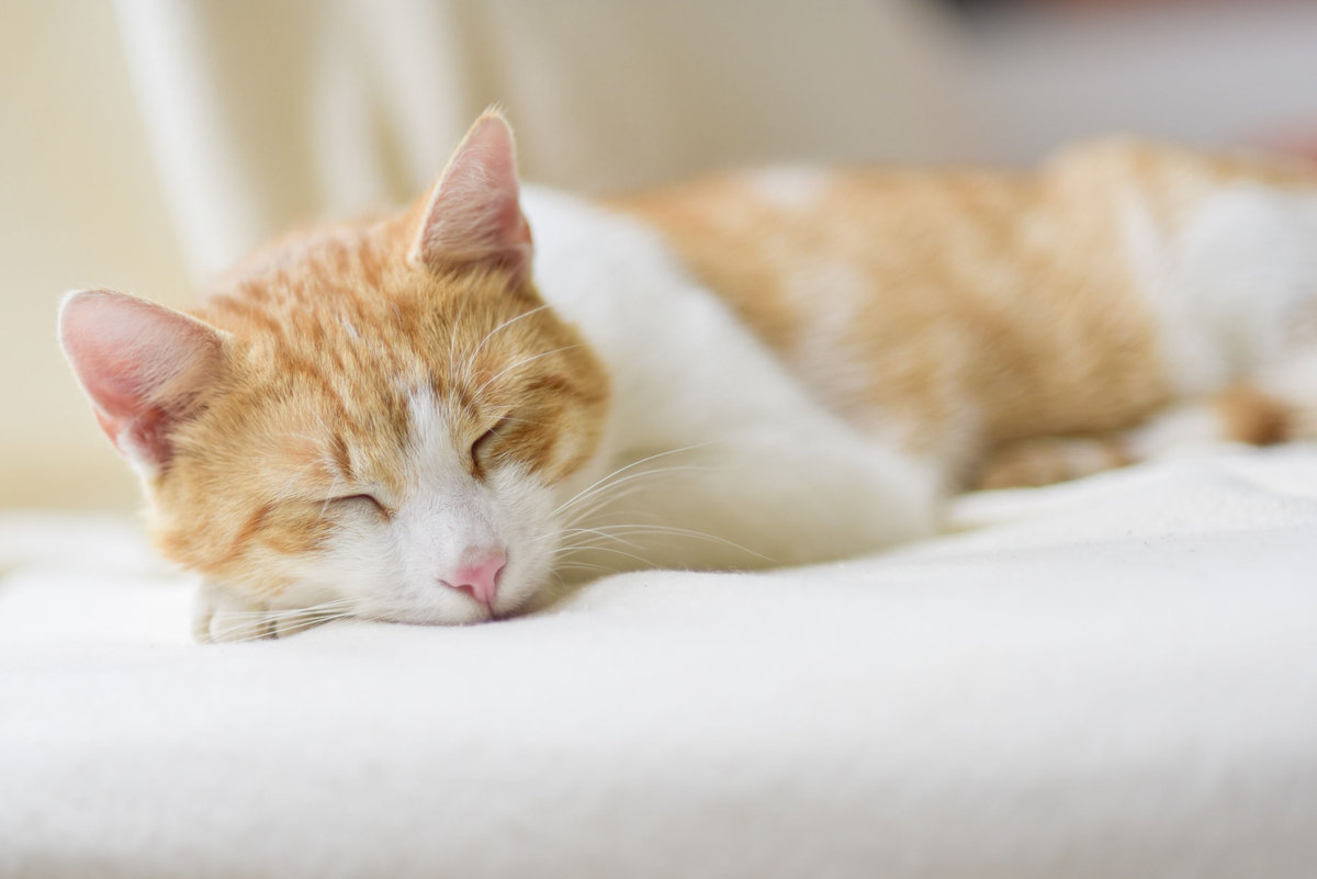 Qual è l’alimentazione corretta per gatti sterilizzati?