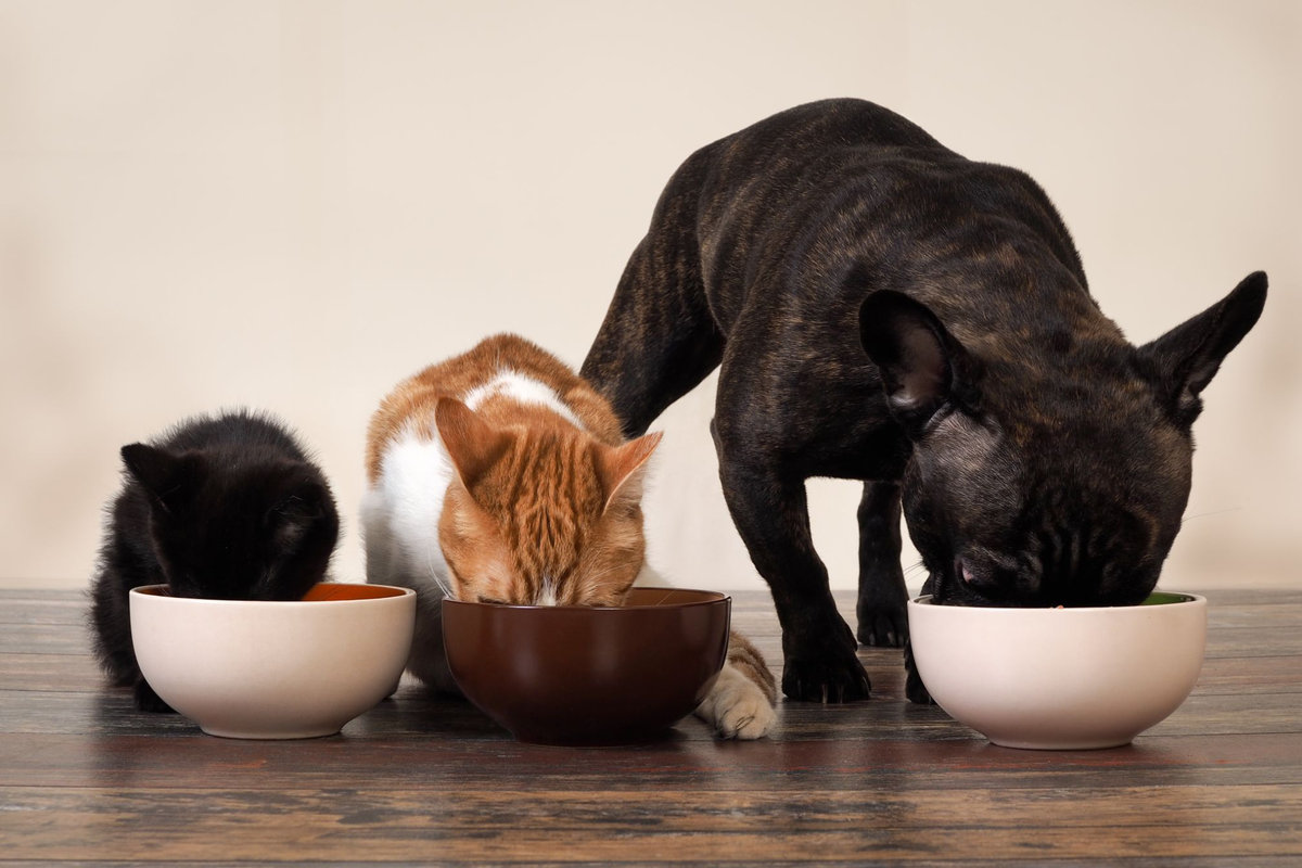 Nutrizione e alimentazione animale i consigli per te