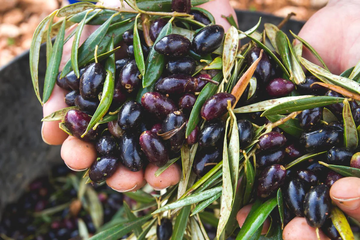 olive-nere-sapori-e-dintorni