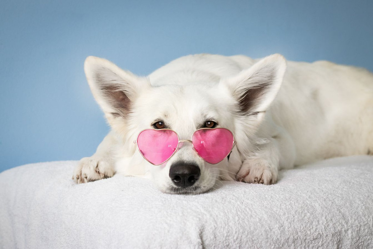Quanto costa mantenere un cane di piccola taglia?