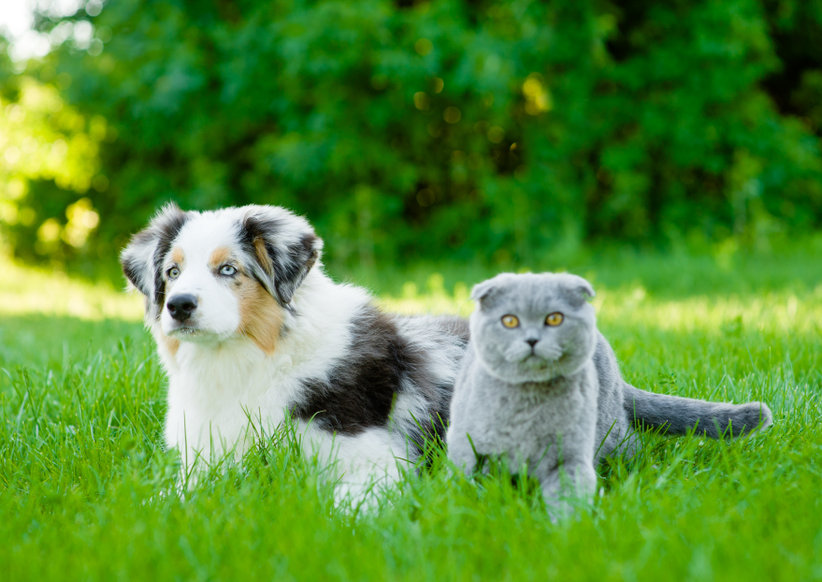 come-prepararsi-arrivo-nuovo-cucciolo-casa-image