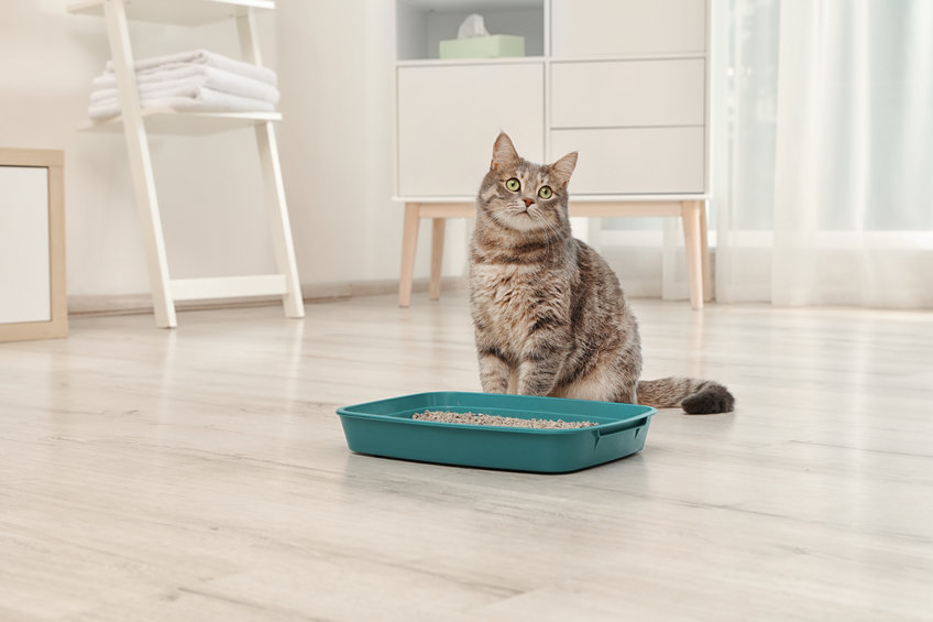 come-riconoscere-lettiere-igieniche-gatto-acquisto-image
