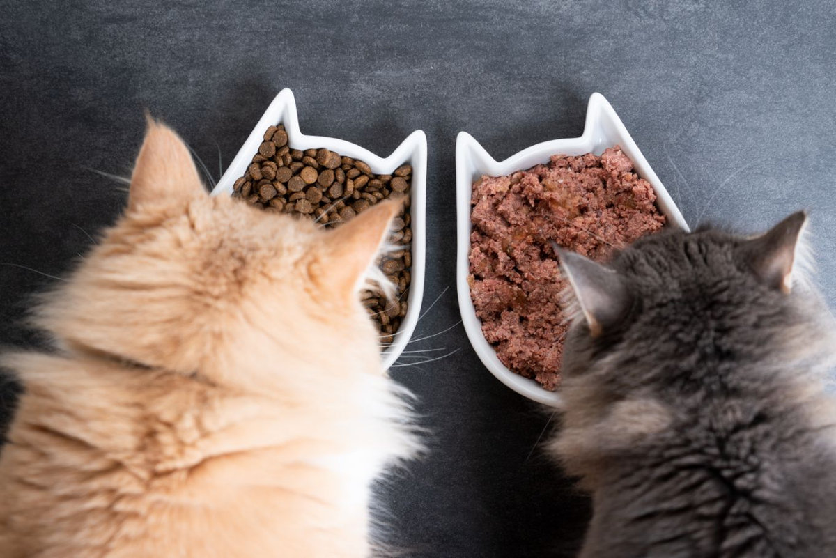 prodotti-biologici-per-cane-e-gatto