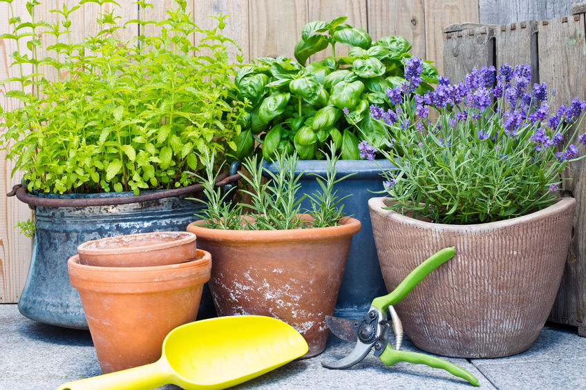 piante-aromatiche-coltivare-buone-sane-image