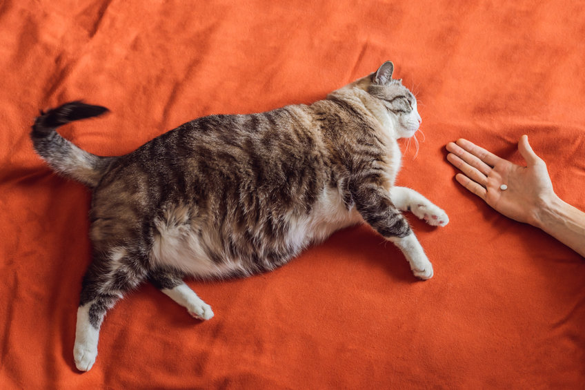 integratori-alimentari-animali-aiuto-pelosi-image