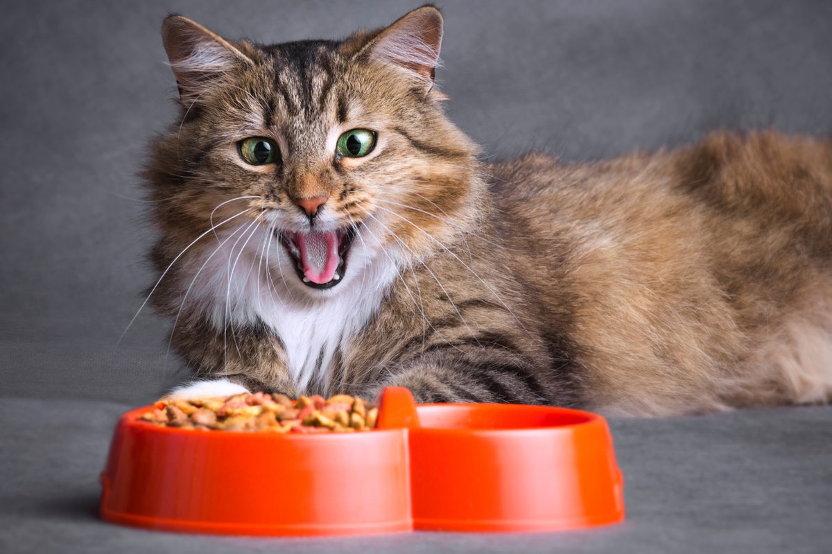 l menù “a prova” di Gatto