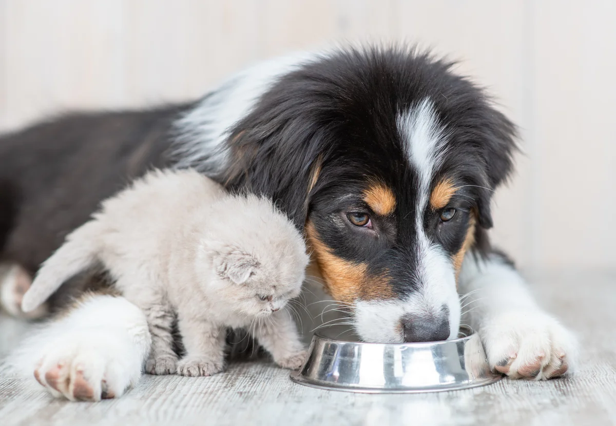 alimentazione-cani-gatti