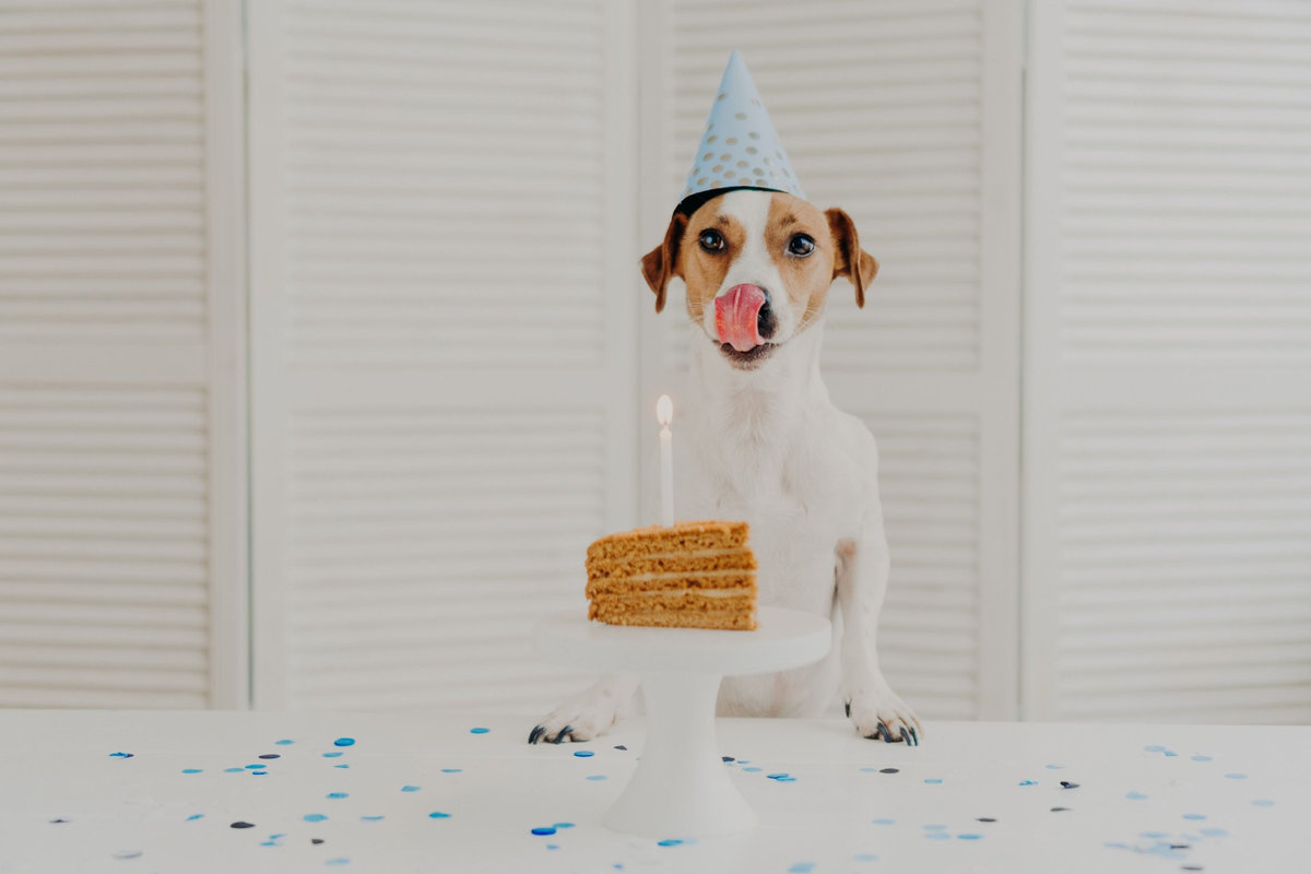 torta-per-cani